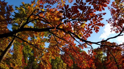 Poster - Autumn leaves in vibrant hues of red, orange, and yellow create a mesmerizing display as they gently sway against a clear blue sky in this slow motion sequence