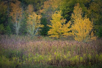 Wall Mural - USA, West Virginia, Canaan Valley State Park. Cattail reeds and forest in autumn.