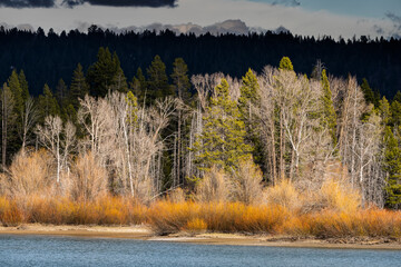 Wall Mural - USA, Wyoming, Grand Teton National Park. Spring landscape with forest and willows on Snake River shoreline.