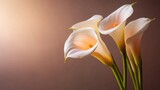 This stunning image features delicate calla lilies with their graceful, soothing curves, set against a warm background that enhances their beauty and elegance.