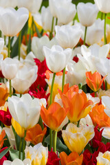 Wall Mural - Colorful red and pink Tulip color flowers in the Tulip farm, Netherlands