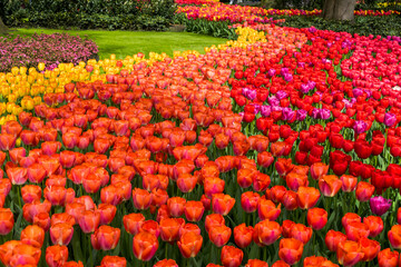 Wall Mural - Scenic Keukenhof gardens in Lisse, Netherlands with bright flower display