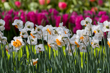 Wall Mural - Colorful Tulips and Daffodil flowers in the flower field