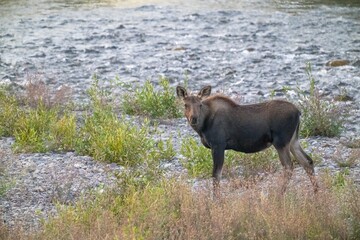 Wall Mural - Grand Teton National Park, Wyoming, USA. Baby moose calf beside Gros Ventre River.