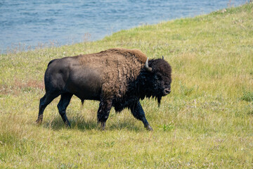 Wall Mural - Yellowstone National Park, Wyoming, USA. Wet bison after swimming in the Yellowstone River.