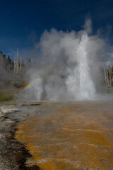 Wall Mural - USA, Wyoming. Grand Geyser eruption, Yellowstone National Park.