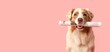 © Pixel-Shot - Cute Australian Shepherd dog with newspaper on pink background with space for text