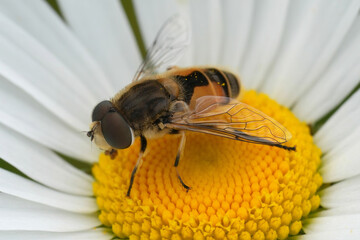 Wall Mural - Colorful closeup on a European drone fly, Eristalis arbustorum in a white Ox-Eye Daisy flower, Leucanthemum vulgare