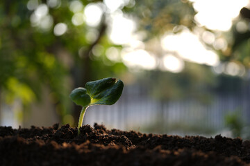 Wall Mural - vegetable small sprouting macro closeup