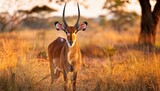 Striking Puku Gazelle Amidst Lush Grasslands in the African Savannah of Kasanka National Park, Capturing the Serene Beauty and Vibrant Colors of Zambias Wildlife.