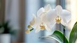 © Mochamad - A close-up of elegant white orchids in a bright indoor setting.