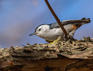 Wall Mural - White-breasted nuthatch perched in a tree.