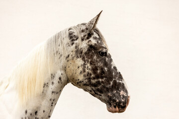 Wall Mural - Head portrait of a horse mare with leopard coat color isolated on white background