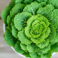 Wall Mural - Green rosette plant, indoor closeup, light wood background, home decor