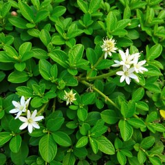 Wall Mural - delicate white blooms amidst lush green foliage, garden, nature