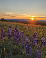 Wall Mural - Sunset over field of lupines in bloom with vibrant colors and scenic horizon