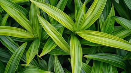 Poster - Close-up View of Lush Green Leaves with Intricate Patterns