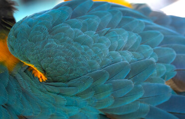 Wall Mural - Beautiful blue macaw feathers for background