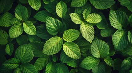 Wall Mural - thriving green investment: leaves symbolizing profitable eco-friendly business ventures and sustaina