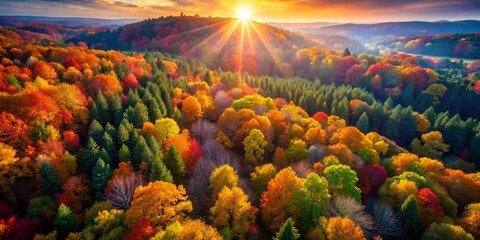 Canvas Print - Aerial Drone Shot of Vibrant Autumn Leaves in a Tree Canopy, Fall Foliage, Nature Photography