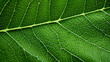 © Pakhnyushchyy - green leaves abstract background. close up texture of green leaf veins