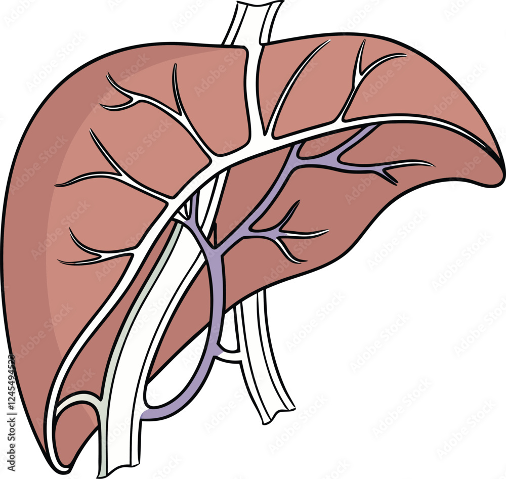 Image vectorielle Stock Realistic liver anatomy structure. Vector ...