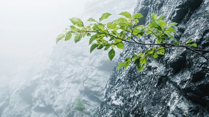 Wall Mural - Misty cliffside plant, serene nature, background blur, wallpaper use