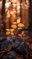 Aufkleber - Autumn leaves on rock, forest sunset background, nature wallpaper