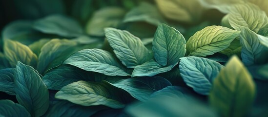 Wall Mural - Lush green leaves with varying shades of turquoise and yellow create a close-up natural texture background with soft lighting effects.