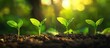 © Studio - Business growth strategy image featuring four young green plants growing in rich soil under soft, warm sunlight, with a blurred natural background.