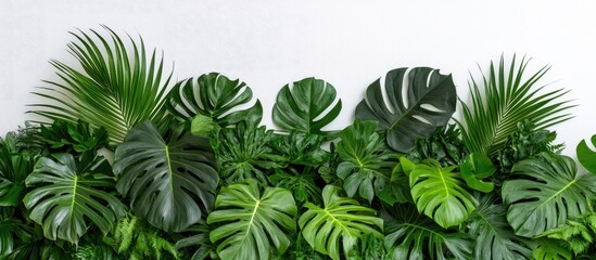 Aufkleber - Lush green foliage featuring large Monstera and palm leaves densely arranged against a white background highlighting vibrant tropical plant life