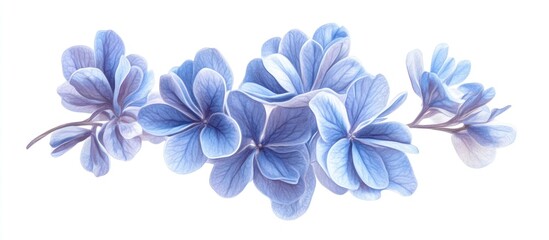Aufkleber - Delicate blue plumbago flowers arranged gracefully on white background highlighting soft blue hues and intricate petal details for aesthetic appeal