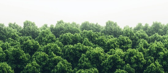 Aufkleber - Lush green forest texture fills the lower half against a soft white background creating an abstract serene backdrop for design purposes.