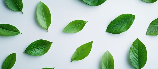 Poster - Minimalistic background featuring various green leaves on a soft white surface, emphasizing vibrant greens and clean lines in a natural arrangement.