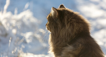 Wall Mural - A cat with long fur is sitting on the snow