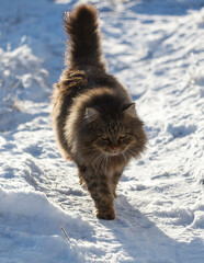 Wall Mural - A cat with a long tail walks through the snow