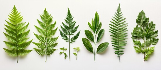 Aufkleber - Lush green fern leaves and diverse tropical plants arranged in a row on a white background creating a fresh natural aesthetic with vibrant hues