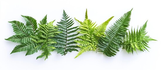 Aufkleber - Lush green fern leaves arranged in a symmetric flat lay on a crisp white background, showcasing a fresh and vibrant natural aesthetic.