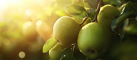 Fototapete - Close-up of fresh green pears glistening in sunlight with vibrant hues, lush leaves surrounding them, creating an inviting, appetizing scene.