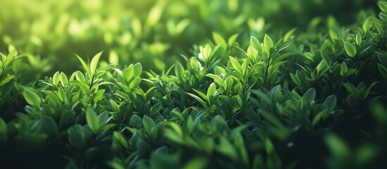 Aufkleber - Lush green foliage with sunlight glimmering on the leaves creating a refreshing spring atmosphere ideal for banners or wallpapers