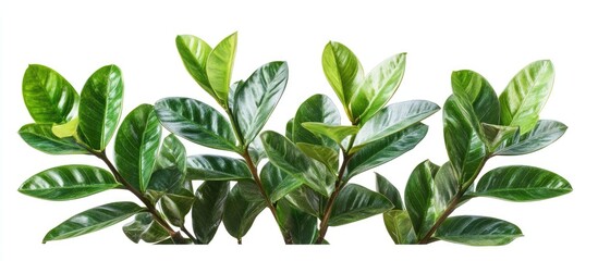 Aufkleber - Lush green Zamioculcas zamiifolia leaves arranged prominently in a horizontal line with glossy surfaces against a clean white background