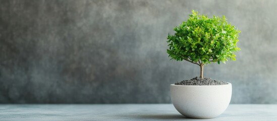 Aufkleber - Miniature green tree in a white ceramic pot on a gray background enhancing indoor decor with vibrant greenery and elegant simplicity