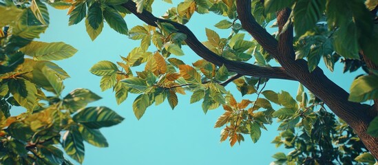 Poster - Lush green leaves with hints of orange and brown on branches against a clear light blue sky creating a serene natural atmosphere.