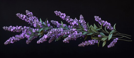 Aufkleber - Vibrant lavender branch with shades of purple and green leaves against a deep black background showcasing natural harmony and elegance.