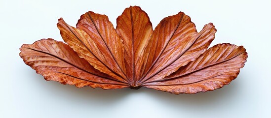 Wall Mural - Tawny leaf shaped plant arranged symmetrically on white background highlighting intricate details in warm earthy tones of brown and orange