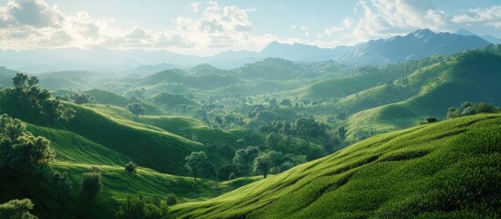 Wall Mural - Lush green tea plantation landscape with rolling hills and vibrant shades of green under a bright blue sky inviting exploration and tranquility