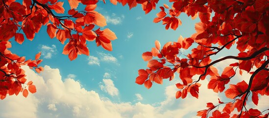 Canvas Print - Vibrant red autumn leaves frame a clear blue sky with wispy white clouds creating a serene and colorful natural background scene.