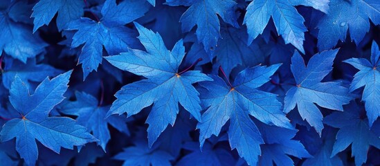 Wall Mural - Vibrant blue maple leaves densely layered, creating a striking natural backdrop with rich textures and vivid color saturation throughout the scene