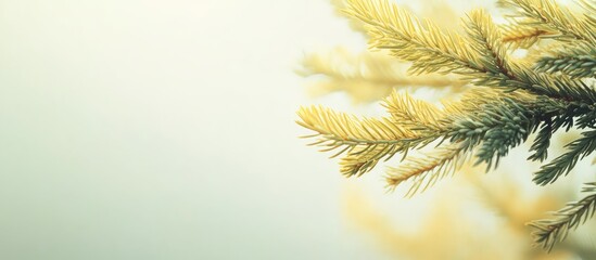 Wall Mural - Vibrant yellow-green spruce branch positioned in the left foreground against a soft light background with ample copy space for botanical designs