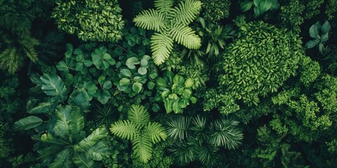 Sticker - Lush green foliage covering the ground featuring diverse plant textures with varying shades of green creating a vibrant natural environment.